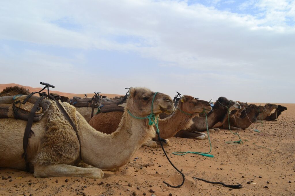 12 days tour from Casablanca to the Merzouga Desert